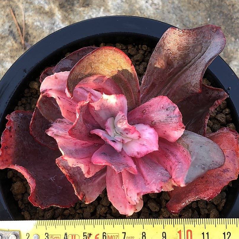 zorro succulent WHITE PEACOCK! Echeveria Zorro, Variegata