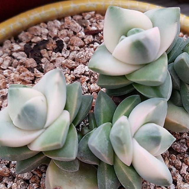 graptoveria moonglow succulent PRESALE Crassula Moonglow, Variegata (Cluster), (Not so Random) – Cedar  Creek Farmhouse