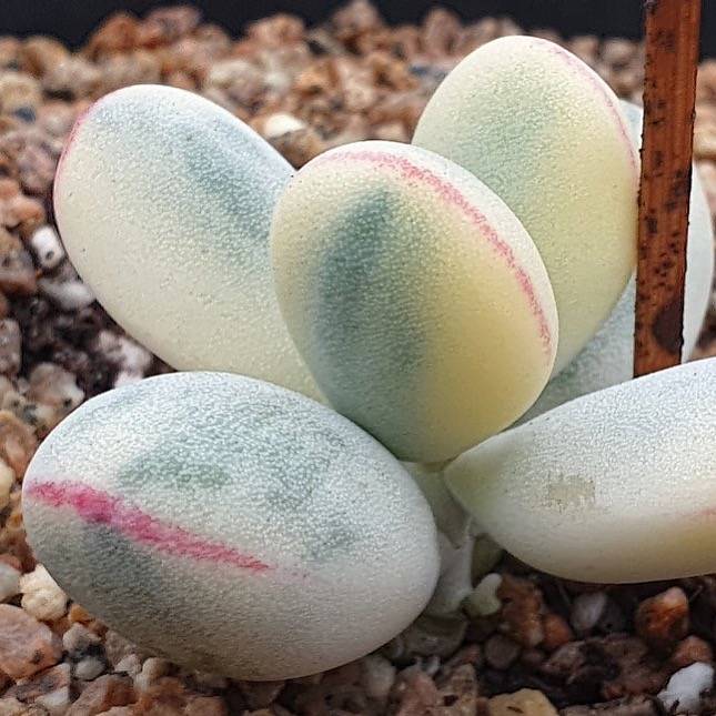 unicorn poop succulent PRESALE Orbiculata cv variegata, (Not so Random) – Cedar Creek Farmhouse