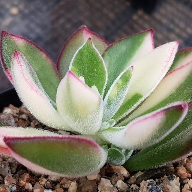 pulv oliver succulent BLPRESALE Echeveria Pulv-oliver, Variegata (aka Devotion), (Not so Random)