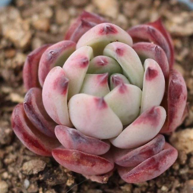 colorado succulents Presale Echeveria 'Australian Wild Colorado' – Cedar Creek Farmhouse