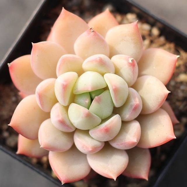 PRESALE Echeveria 'Panda' – Cedar Creek Farmhouse