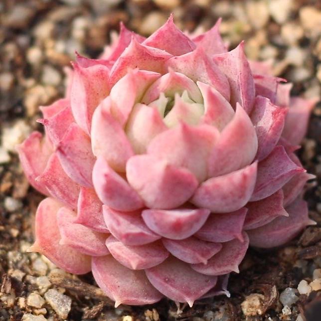 red hole succulent PRESALE Echeveria 'Charlotte' – Cedar Creek Farmhouse