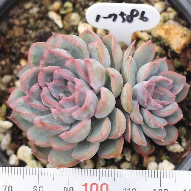 orion succulent PRESALE Echeveria Orion, (Double) – Cedar Creek Farmhouse