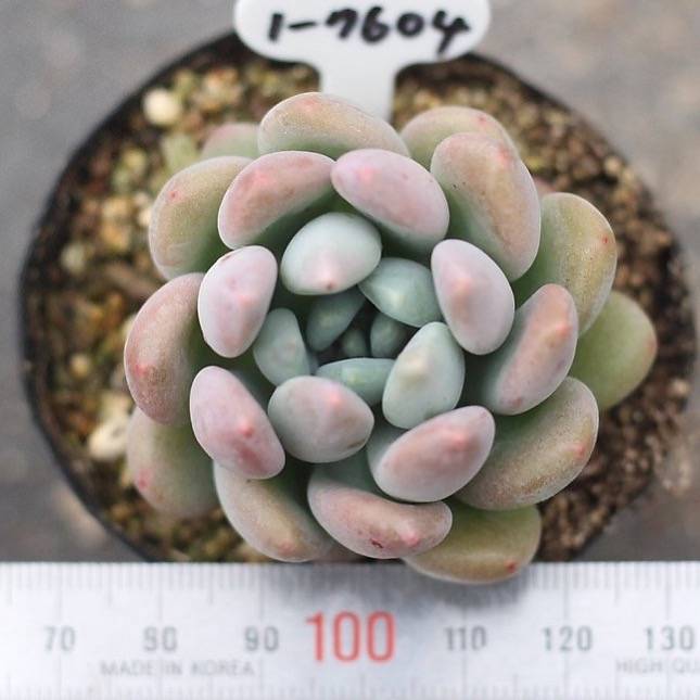 ∮・∮・∮・∮  BOTANIZE x PACHYPATCHY maxresdefault.jpg