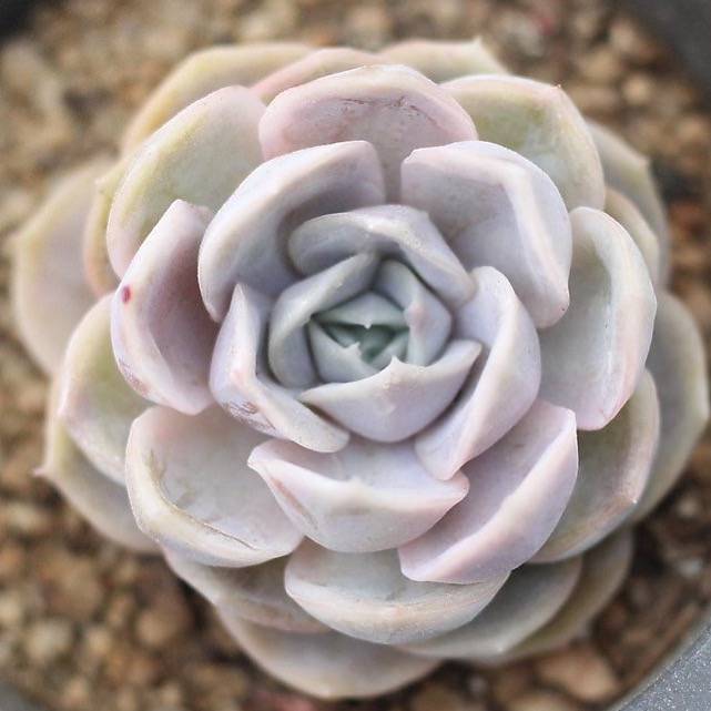 blue surprise succulent PRESALE Echeveria 'Blue Surprise'