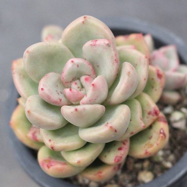 PRESALE Echeveria Avocado Cream – Cedar Creek Farmhouse