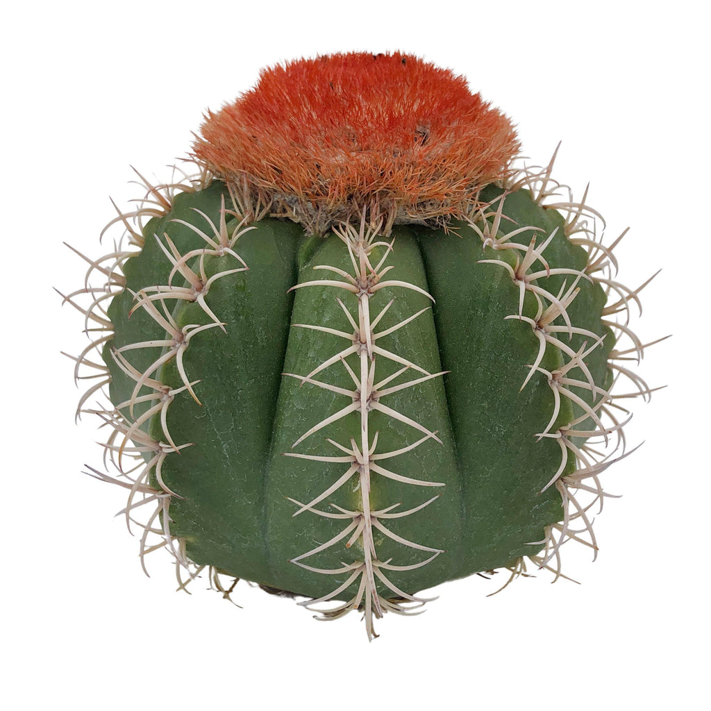 SPECIAL REQUEST- Melocactus Matazanus – Cedar Creek Farmhouse