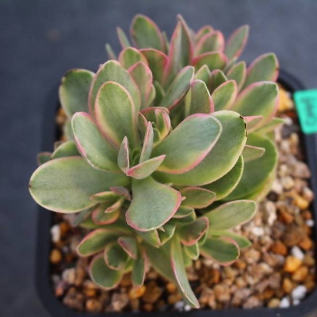 PRESALE Echeveria Money Maker, Variegata, (Random) – Cedar Creek Farmhouse