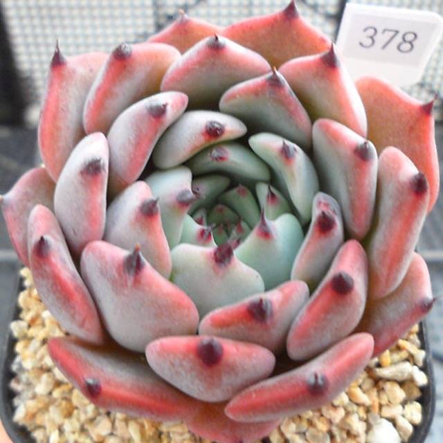 PRESALE Echeveria Jackal, (Not so Random) – Cedar Creek Farmhouse