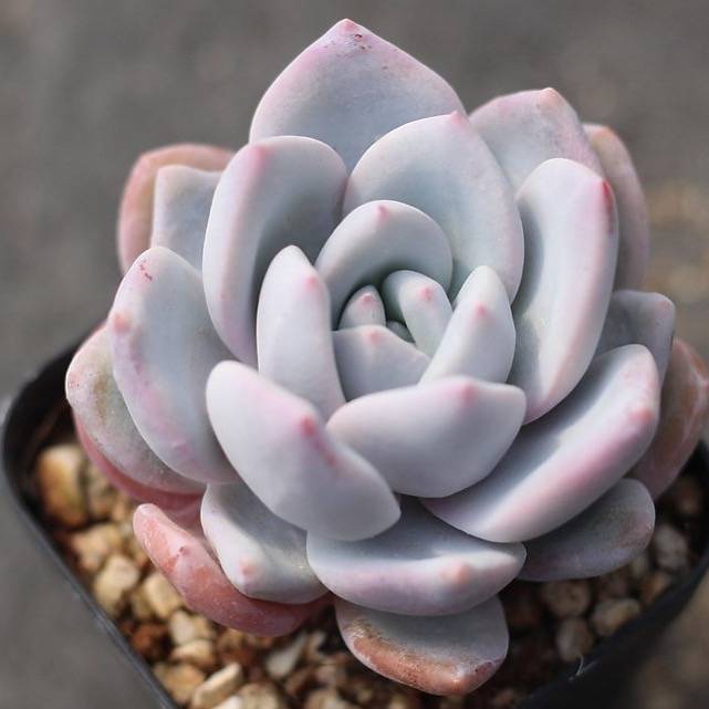 ivory succulent PRESALE Echeveria 'Ivory' – Cedar Creek Farmhouse