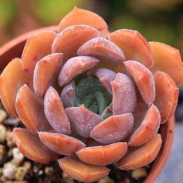 red apple succulent PRESALE Echeveria Apple Pie – Cedar Creek Farmhouse