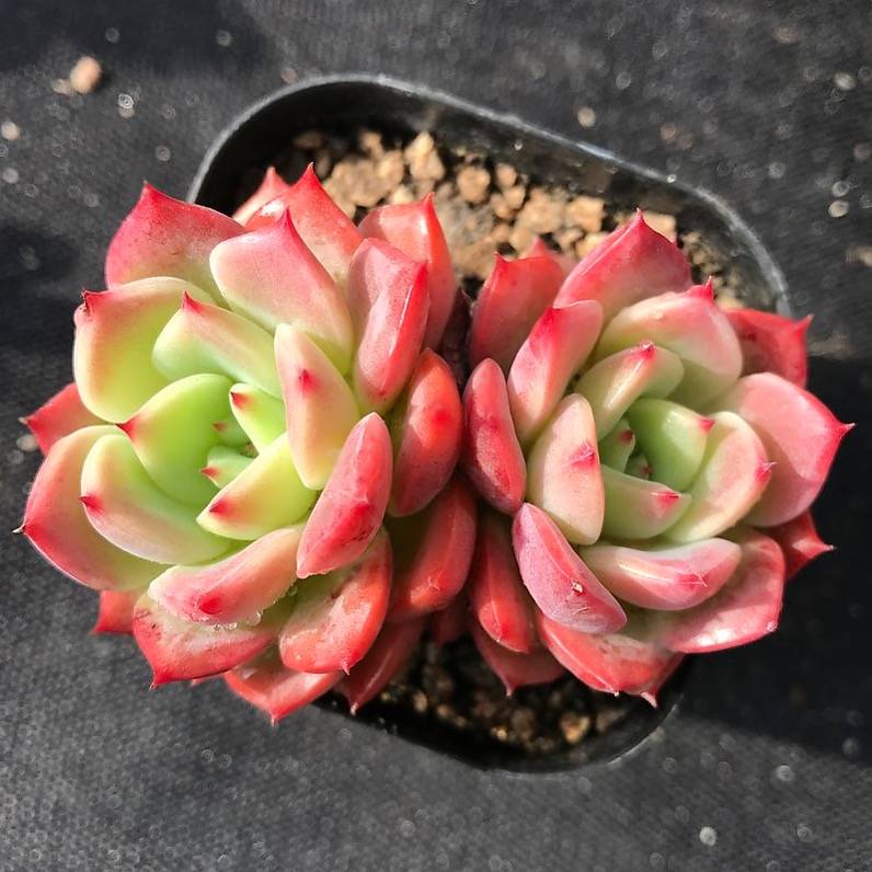 belladonna plant for sale PRESALE Echeveria 'Belladonna' (Random) – Cedar Creek Farmhouse