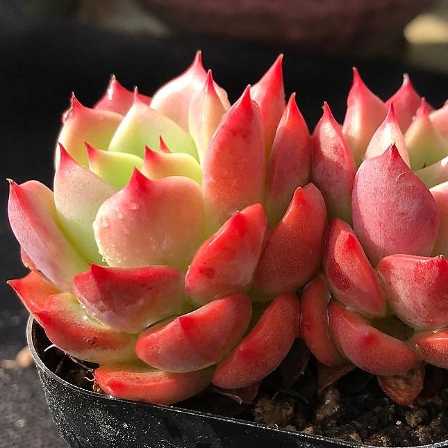 PRESALE Echeveria 'Belladonna' (Random) – Cedar Creek Farmhouse