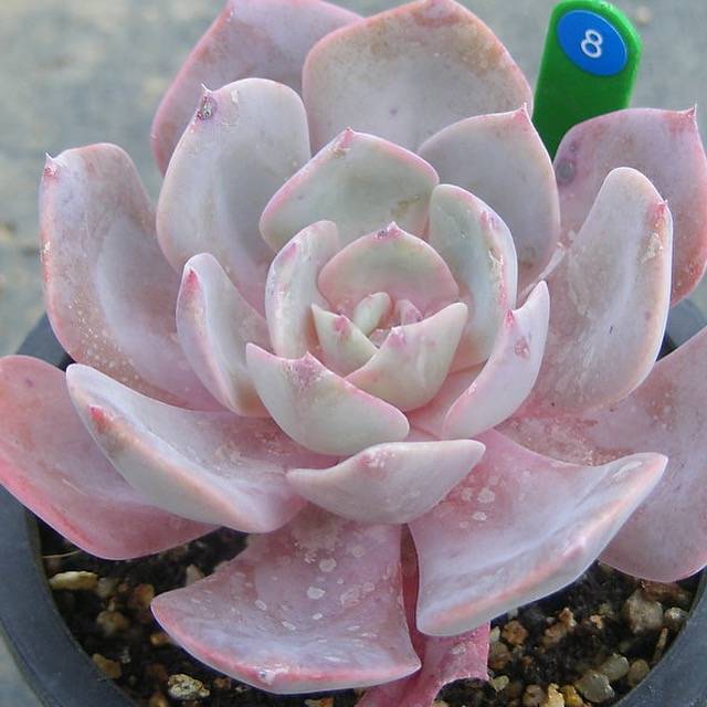 luna succulents PRESALE Echeveria Luna, (Not so Random) – Cedar Creek Farmhouse