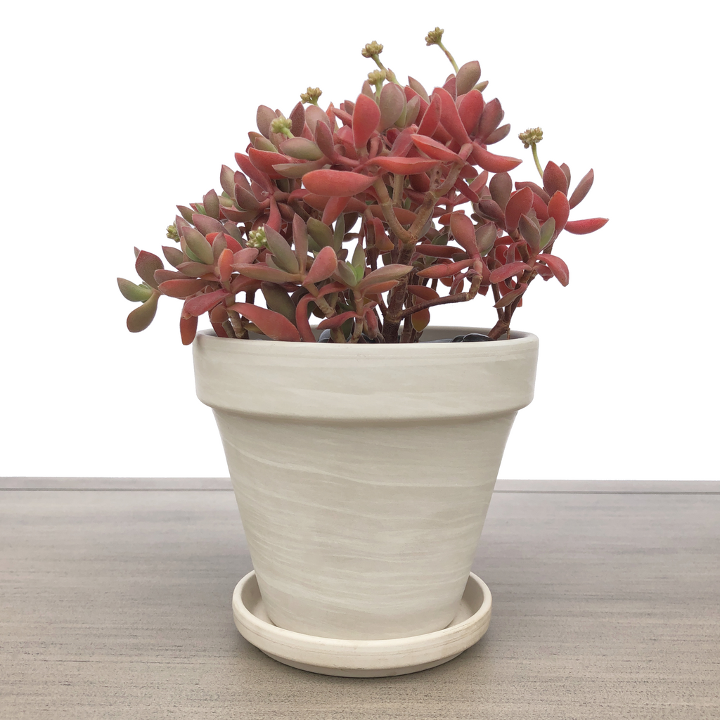 4" Clay Pot, Cream Marble Cedar Creek Farmhouse