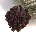 Echeveria Pine Rose, Cristata