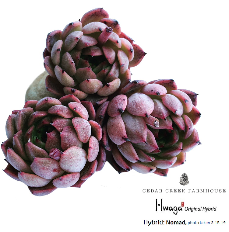 hwaga succulent Hwaga Original Hybrid- PRESALE Echeveria Nomad