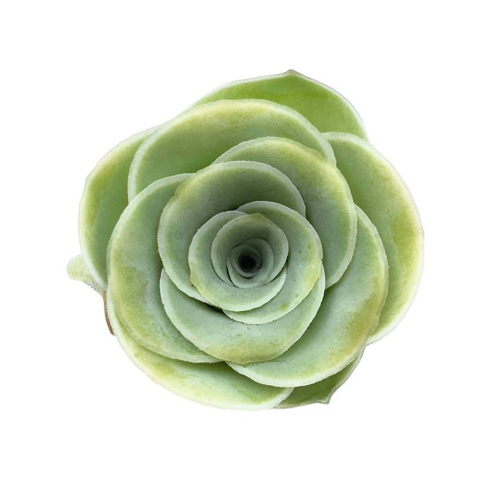 greenovia aurea succulent Greenovia Aurea – Cedar Creek Farmhouse