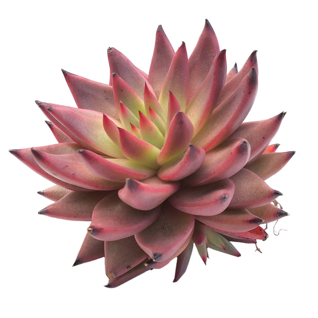 amethystium succulent Echeveria Agavoides 'Amethyst' – Cedar Creek Farmhouse
