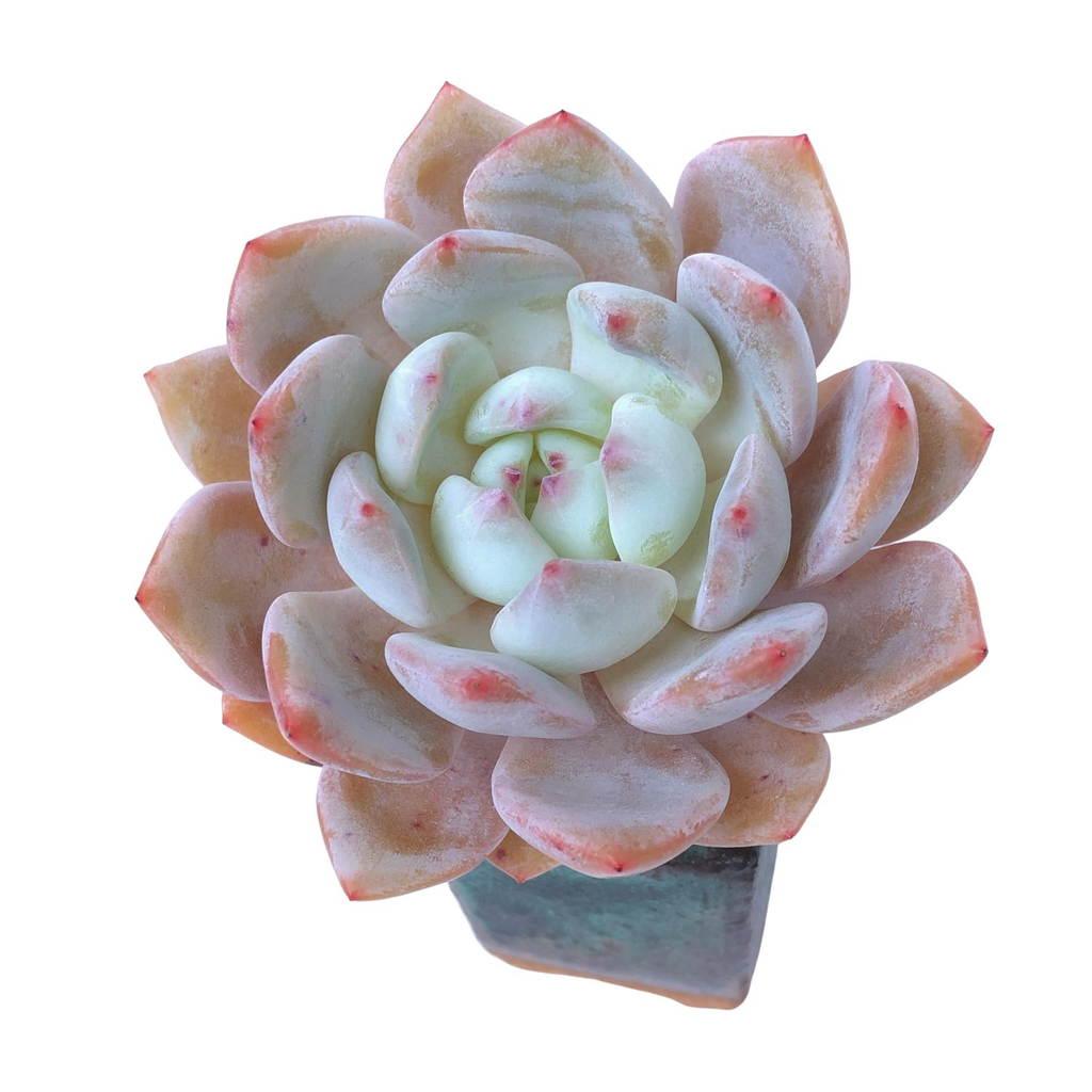Echeveria Hoshikage – Cedar Creek Farmhouse