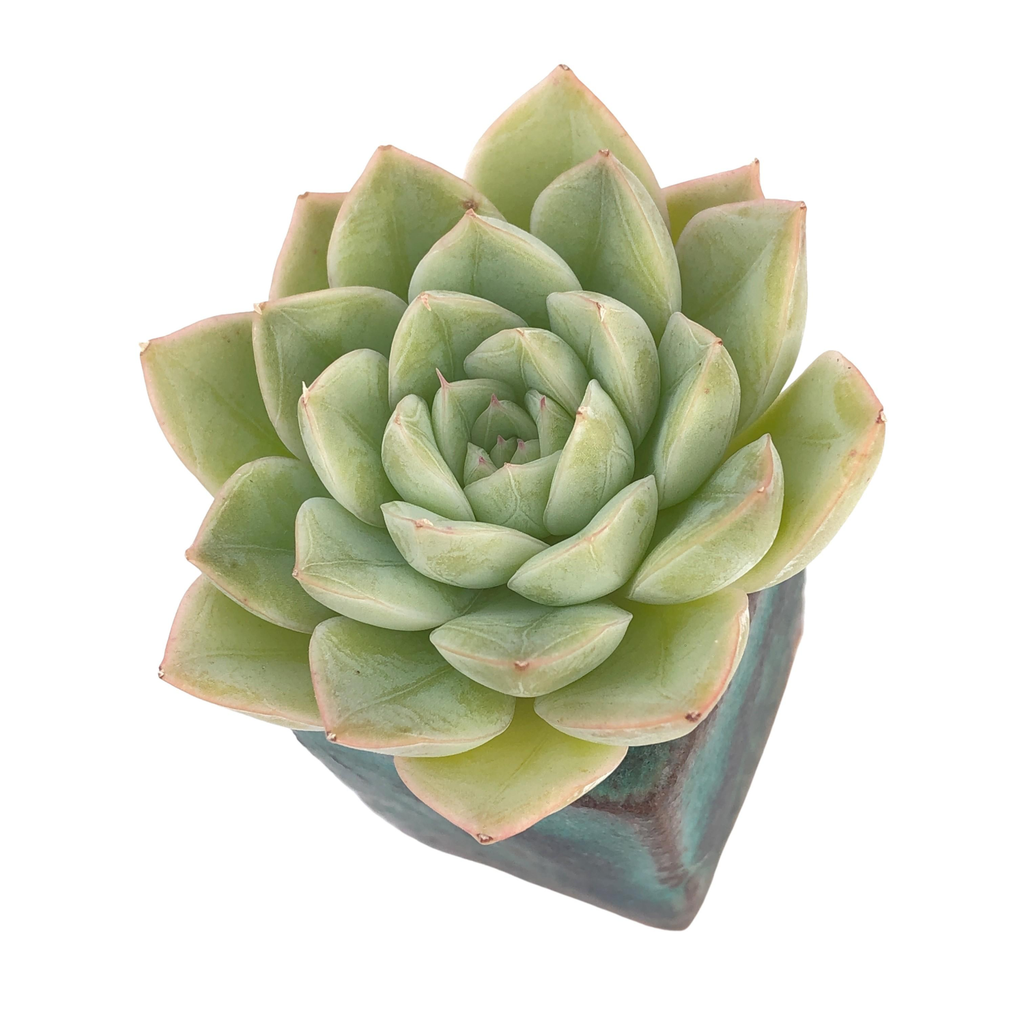 moon fairy succulent Echeveria Moon Fairy – Cedar Creek Farmhouse