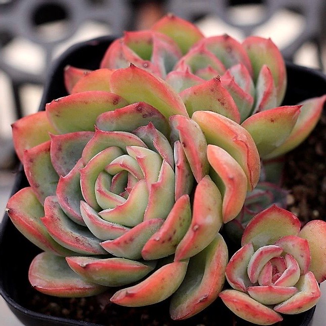 morning dew succulent Echeveria Morning Dew