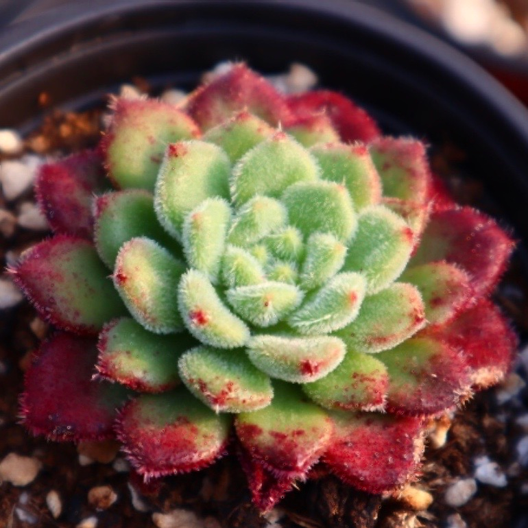 christmas carol succulent Echeveria Carol – Cedar Creek Farmhouse