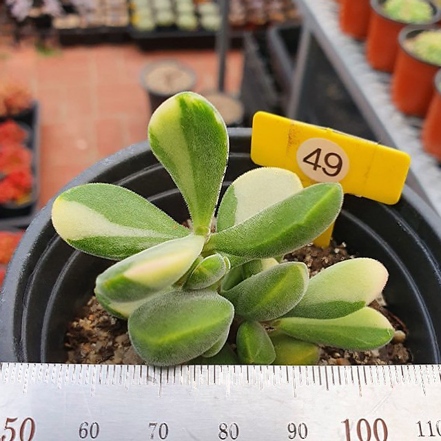 rogersii succulent Crassula Rogersii, Variegata