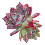 Echeveria Casio, Variegata