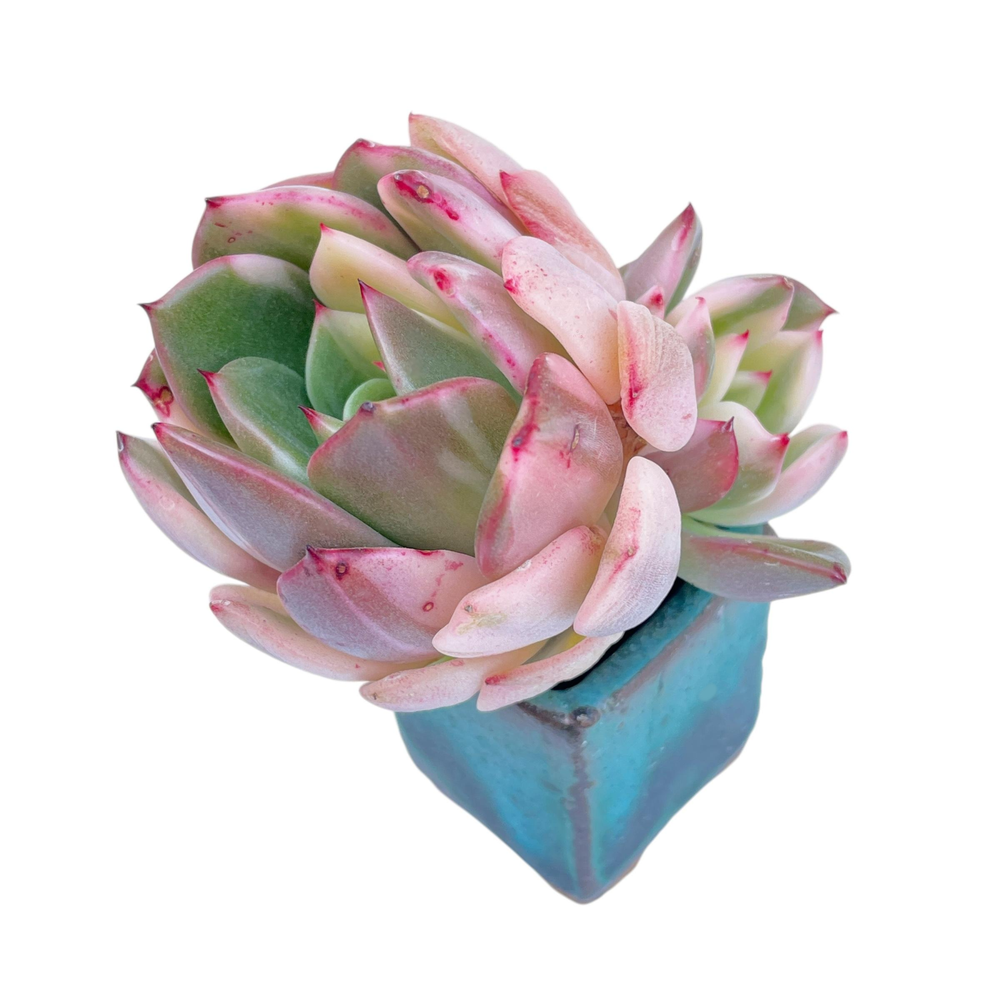 Echeveria Flamenco, Variegata