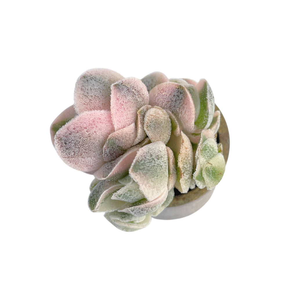 SPECIAL REQUEST- Crassula Ivory Pagoda Variegated Hybrid