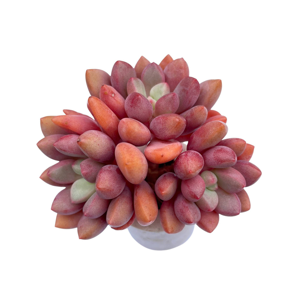 Echeveria Ruby Donna (Possible Hybrid), Triple