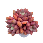 Echeveria Ruby Donna (Possible Hybrid), Triple