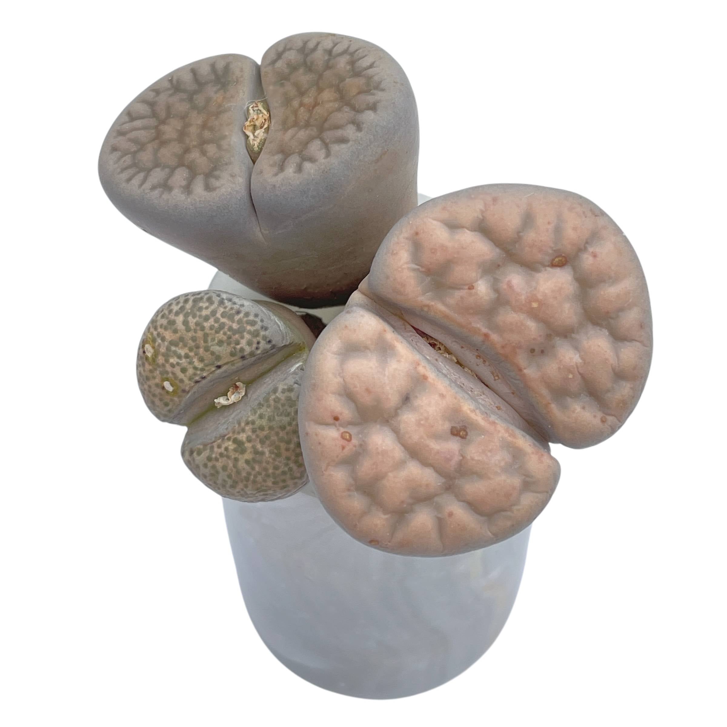Extra Large Lithops, Set of Three – Cedar Creek Farmhouse