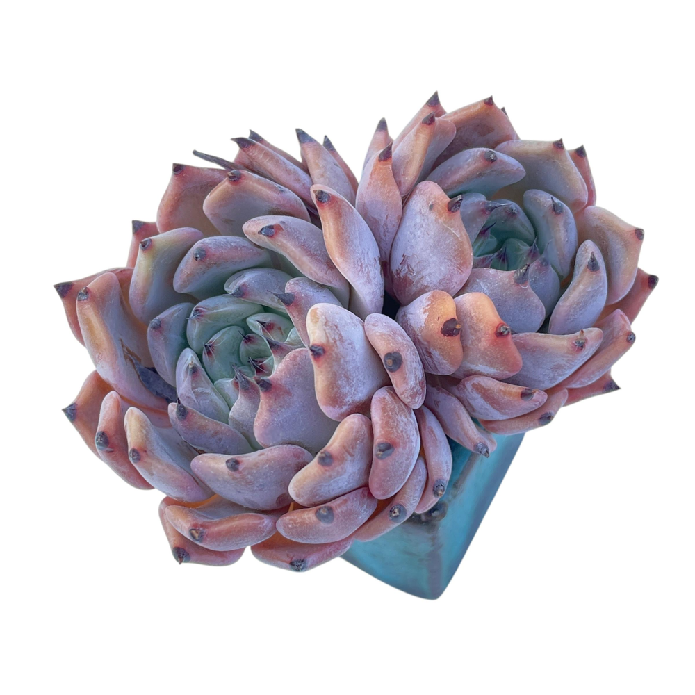 SPECIAL! JUST CART!! Echeveria Jackal