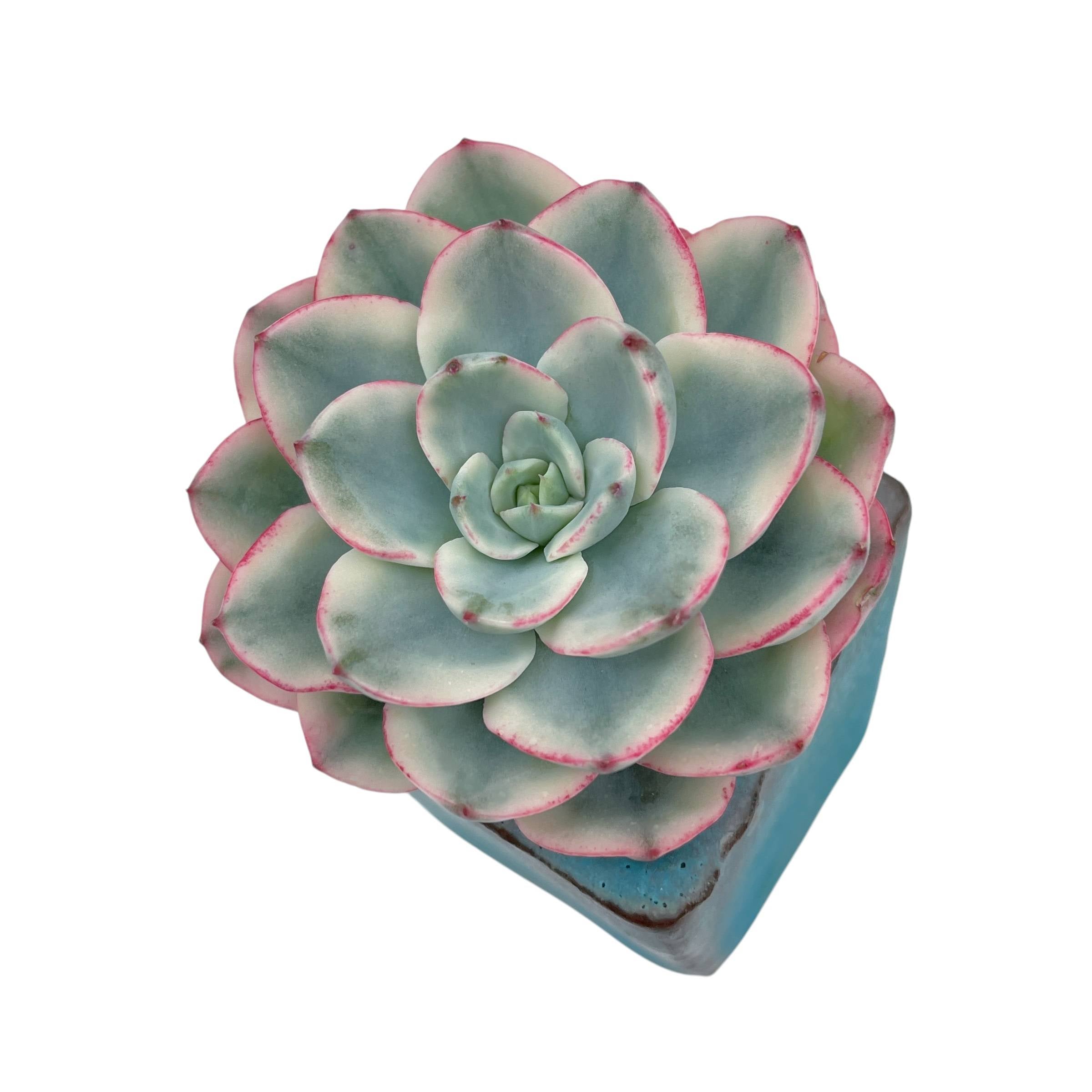echeveria atlantis succulent Echeveria Atlantis, Variegata
