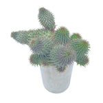 Huernia Pillansii Cluster