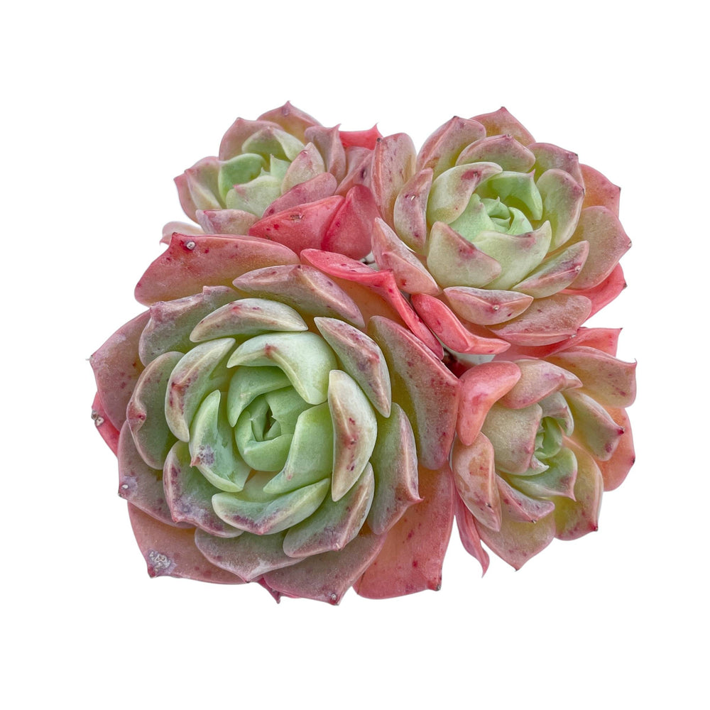 rose gold succulent Echeveria Gold Light, Cluster – Cedar Creek Farmhouse