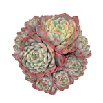 Echeveria Minima, Variegated Cluster