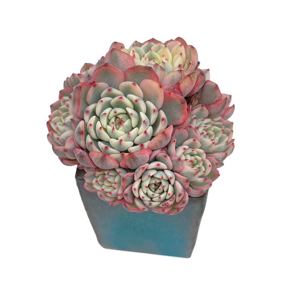 Echeveria Minima, Variegated Cluster