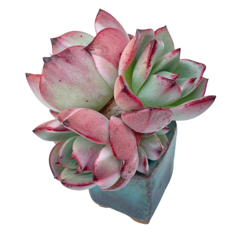 SPECIAL REQUEST- E. Starboss, Variegated Cluster