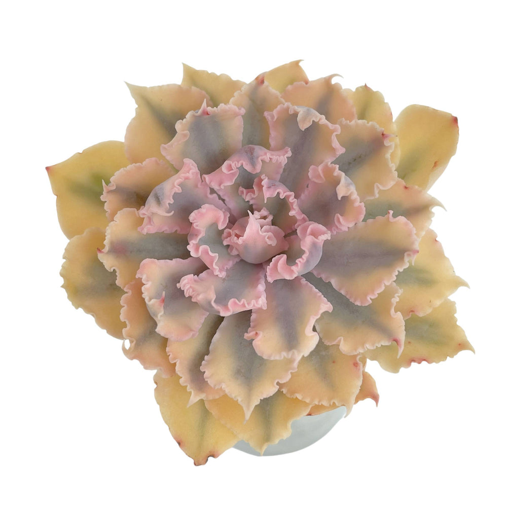 Echeveria Florence, Variegata – Cedar Creek Farmhouse