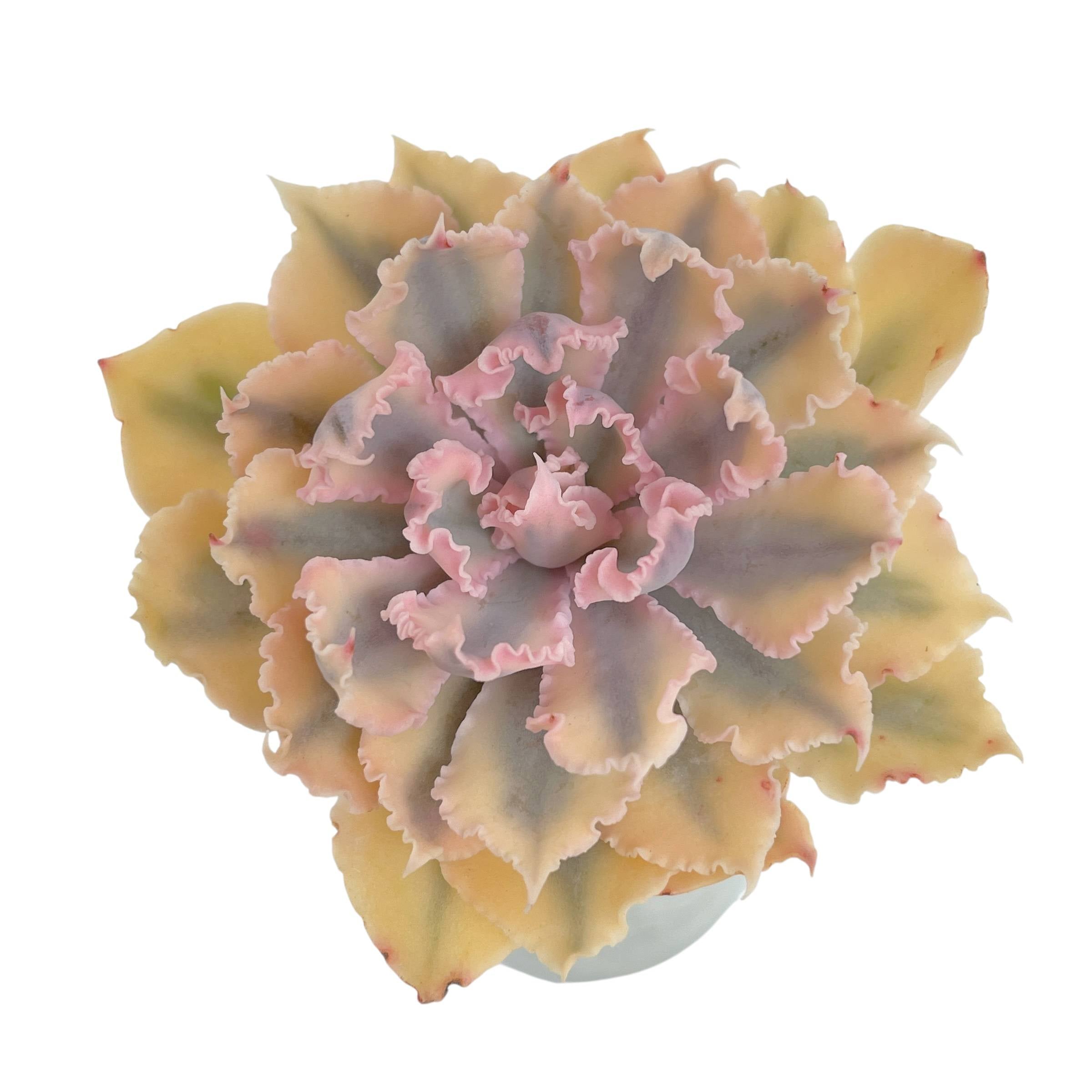Echeveria Florence, Variegata – Cedar Creek Farmhouse