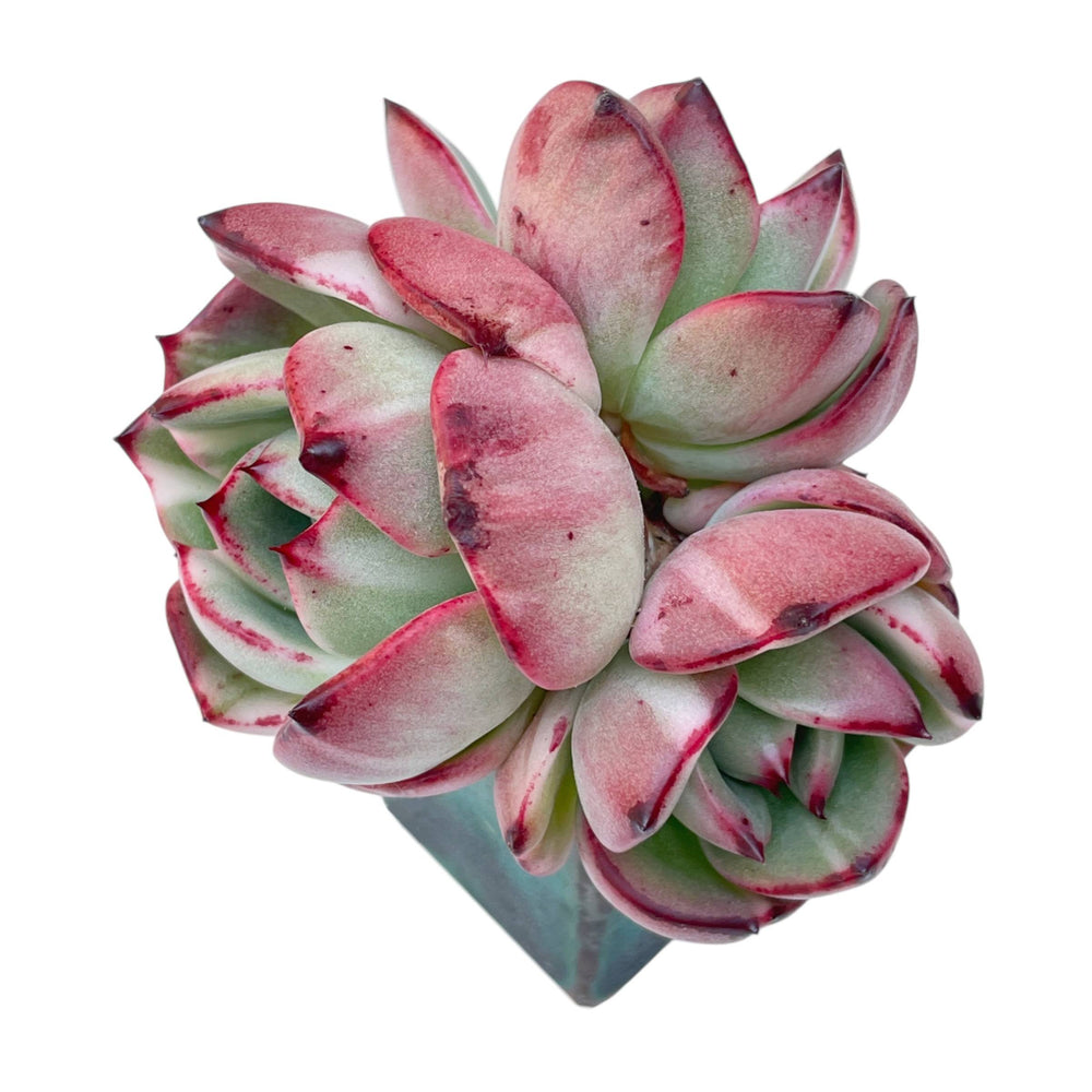 SPECIAL REQUEST- E. Starboss, Variegated Cluster