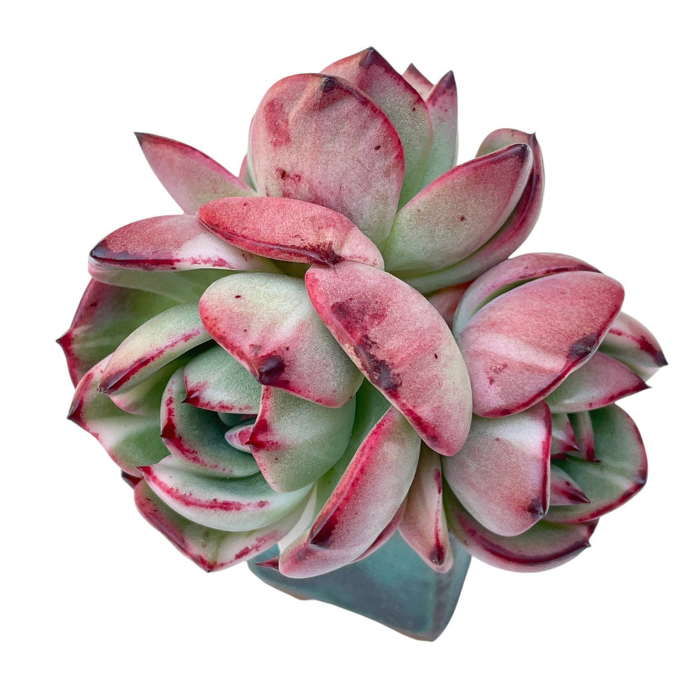 SPECIAL REQUEST- E. Starboss, Variegated Cluster