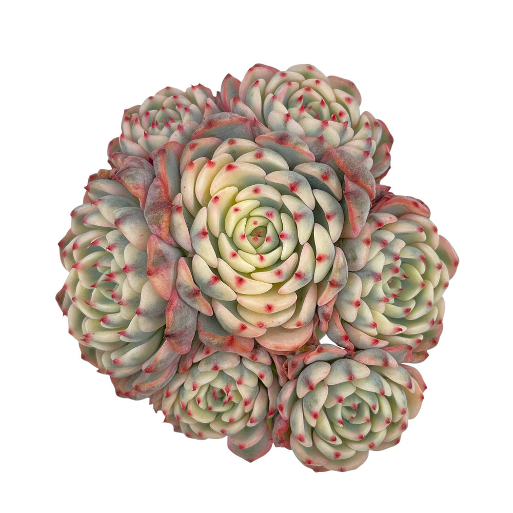 Echeveria Minima, Variegated Cluster