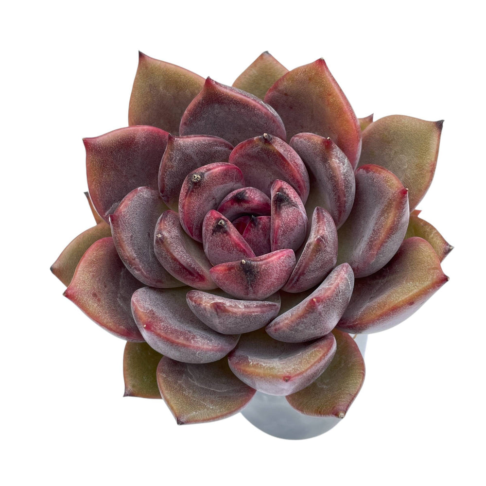 dark moon succulent Echeveria Dark Chocolate (Possible Hybrid) – Cedar Creek Farmhouse