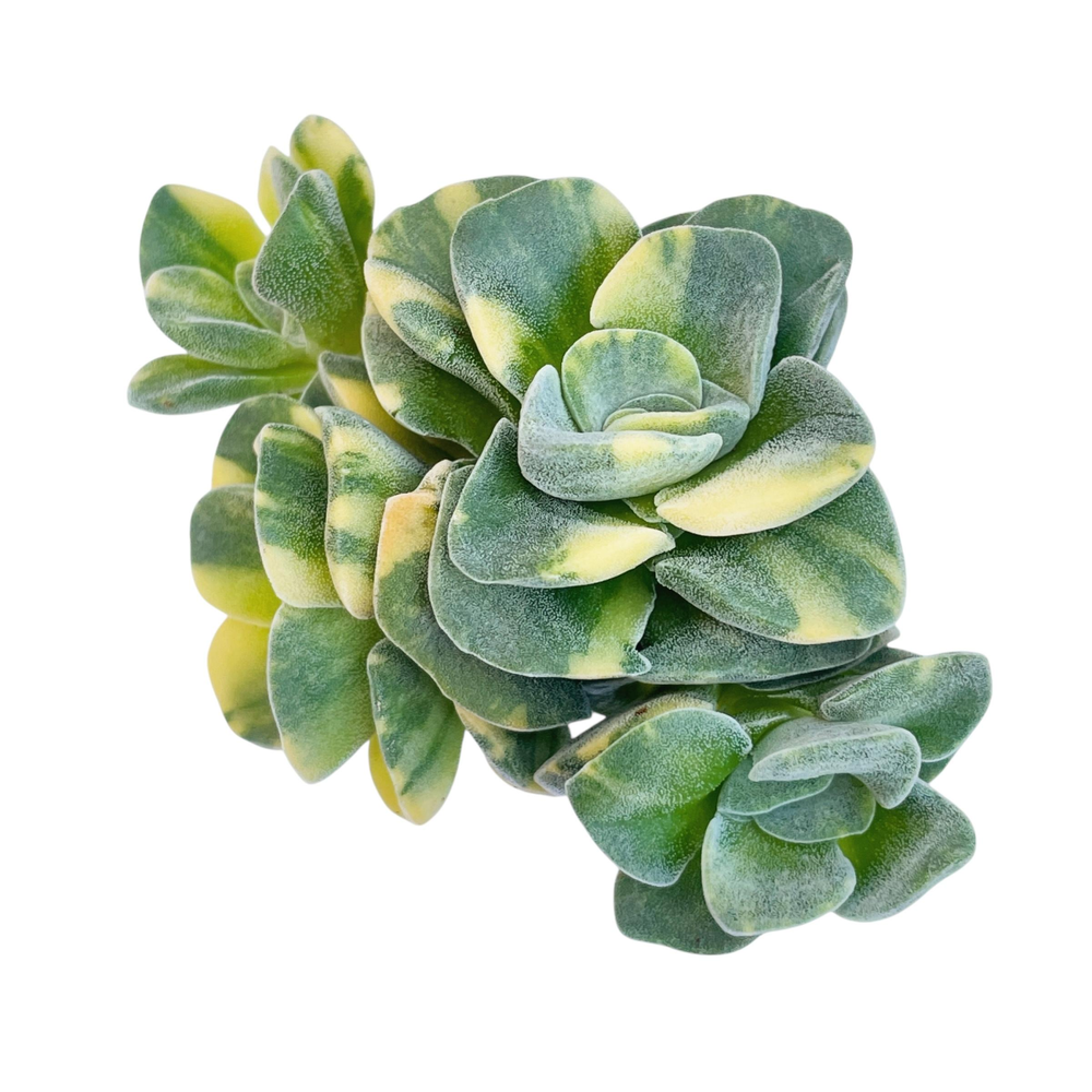 Crassula Violetta, Variegated Cluster