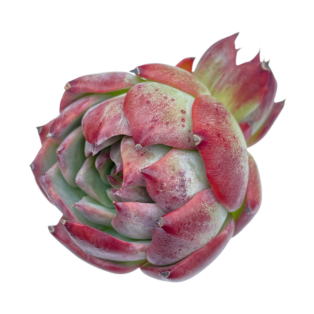 Echeveria Casio, Variegata